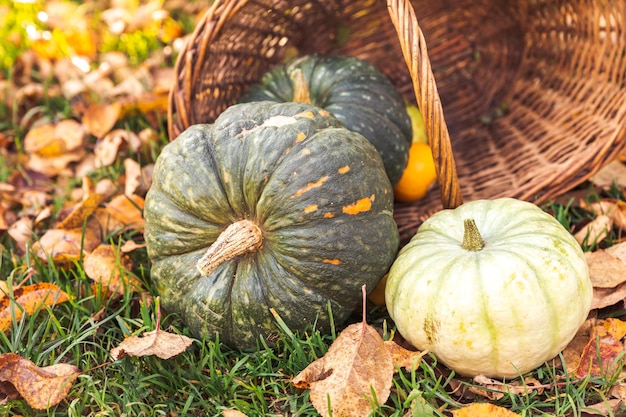 Fundo outonal Abóboras de outono na cesta em folhas secas de outono jardim ao ar livre papel de parede de outubro de setembro Mudança de estações conceito de alimentos orgânicos maduros Festa de Halloween Dia de Ação de Graças