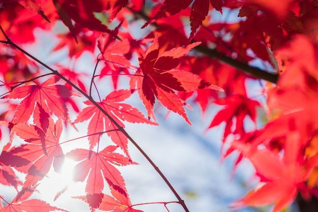 fundo outonal, folhas de bordo vermelho ligeiramente desfocado