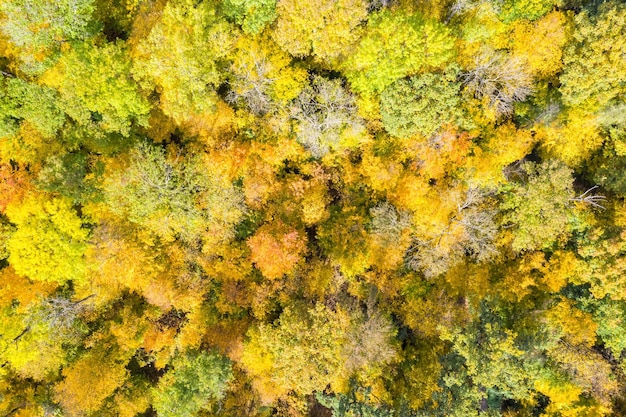 Fundo outono outono árvores árvore floresta floresta folhas coloridas temporada foto aérea vista drone