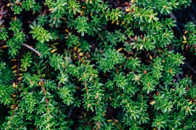 Fundo padrão com folhas verdes