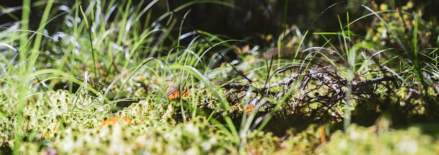 Fundo panorâmico com close-up de plantas verdes florestais musgo e grama no pântano Bela paisagem natural com fundo desfocado e espaço para cópia