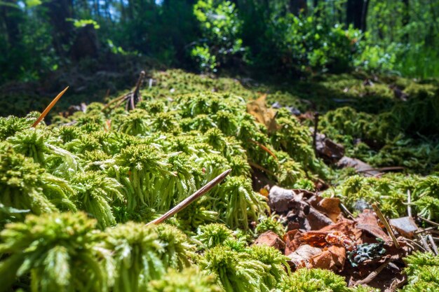 Fundo panorâmico com close-up de plantas verdes florestais musgo e grama no pântano Bela paisagem natural com fundo desfocado e espaço para cópia