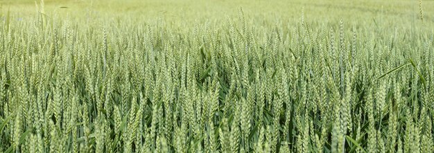 Fundo panorâmico com espigas verdes de trigo perto Campo de trigo verde Conceito agrícola