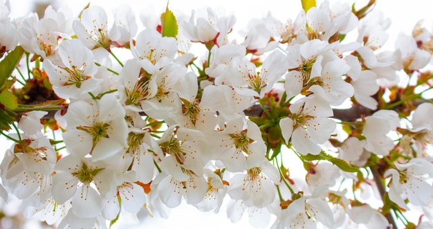 Fundo panorâmico de flores brancas de bagas