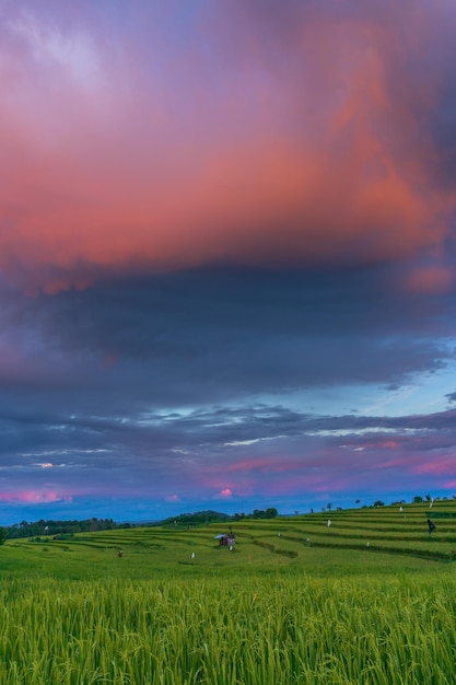 Fundo panorâmico do belo cenário natural da indonésia, nascer do sol sobre os campos de arroz