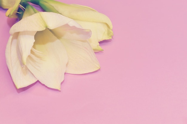 Fundo rosa com belas callas Fundo pastel com decorações florais com lugar para texto