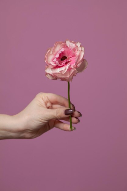 Fundo rosa com flor ideia de conceito minimalista