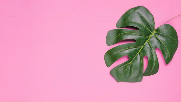 Foto fundo rosa com folha