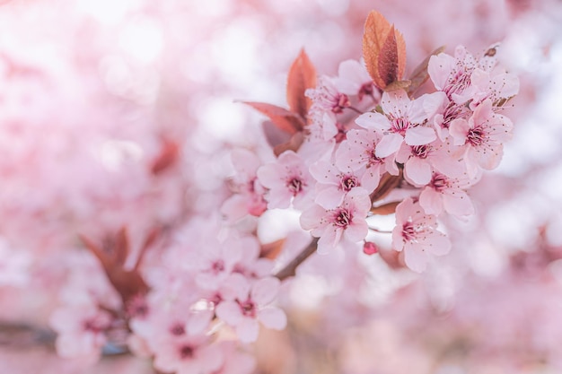 Fundo rosa de árvore de fruto florescendo