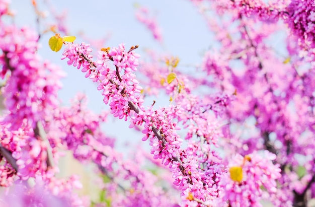 Fundo rosa de flores de acácia