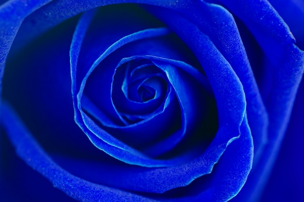 Fundo rosa flor azul