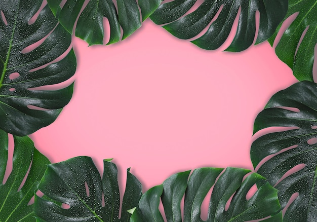 Foto fundo rosa natural com um quadro de folhas de monstro