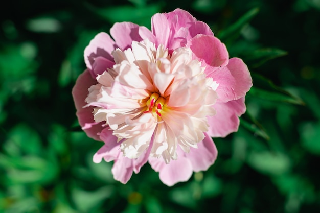 Fundo rosa peônia grande flor desabrochando com pétalas brancas e vermelhas claras vista superior do verão floral