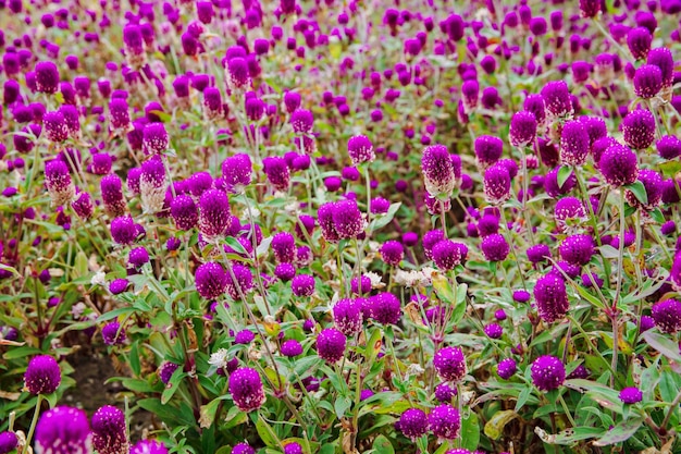 Fundo roxo das flores de Gomphrena globosa no jardim.