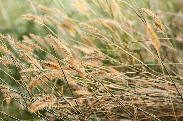 Fundo sazonal de natureza verão com grama e espigas