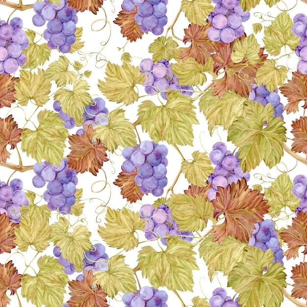 Fundo sem costura com videira Aquarela lila bagas e folhas de uva de outono Ilustrações para design de rótulos de vinho menu de restaurante de suco de uva e para decoração de festival de uva