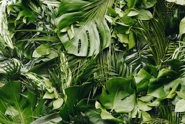 Fundo sem costura contínuo de folhas tropicais verdes luxuriantes, frescas grandes