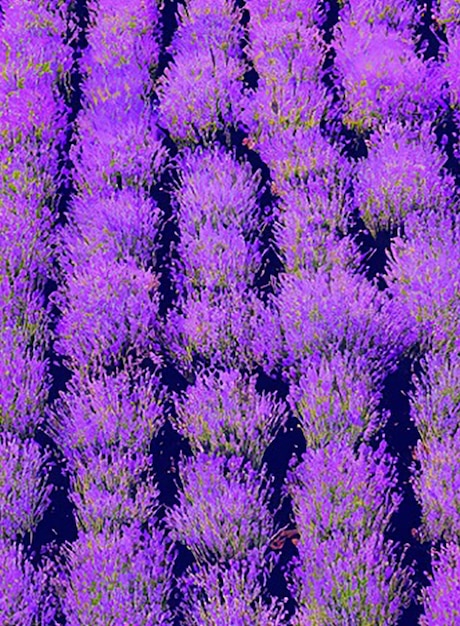 Fundo sem costura inspirado em um campo de lavanda com seus suaves tons roxos