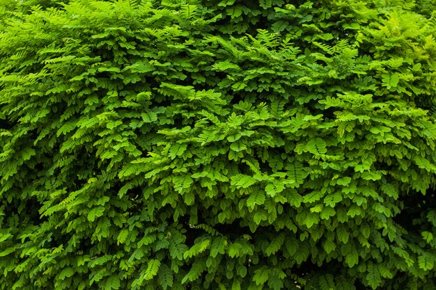 Fundo sólido de folhas verdes