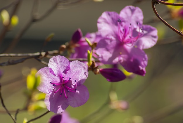 Fundo suave da primavera Linda flor