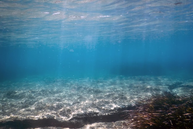 Fundo subaquático com algas marinhas