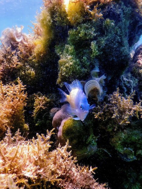 Fundo subaquático da donzela (amblyglyphidodon flavilatus) do lado amarelo, vida marinha