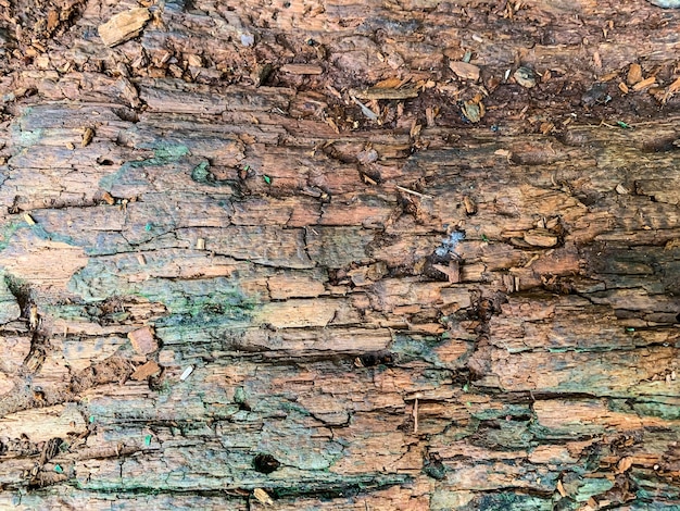 Fundo, textura de uma velha superfície de madeira podre e danificada.