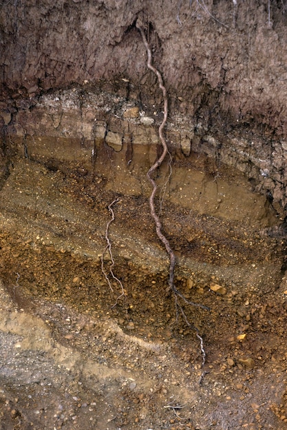 Fundo, textura: fragmento de um penhasco íngreme, mostrando camadas geológicas com raízes penetrando profundamente no solo