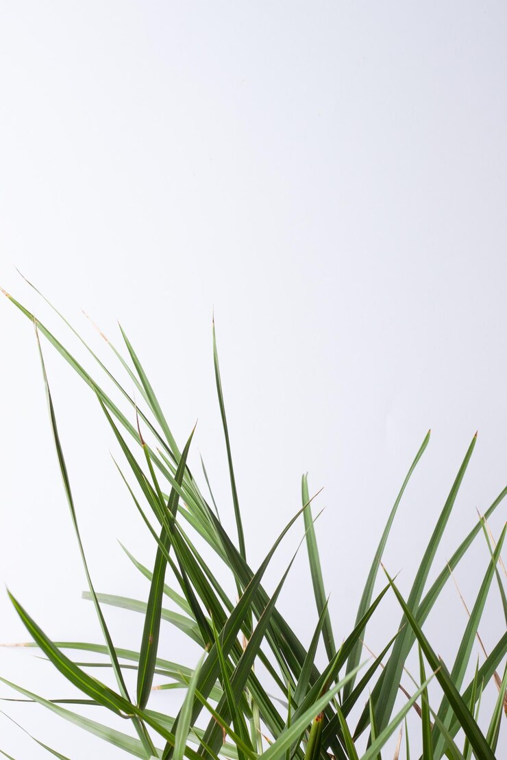 Foto fundo tropical com folha de palmeira em branco fechar espaço de cópia
