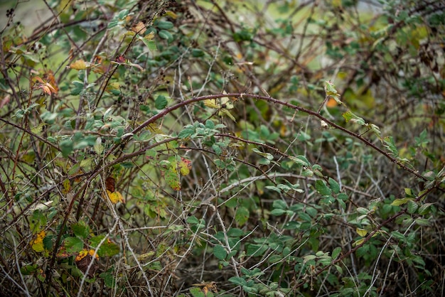 Fundo vegetal de ramos de silvas com milhares de picos defensivos um dia no início do inverno