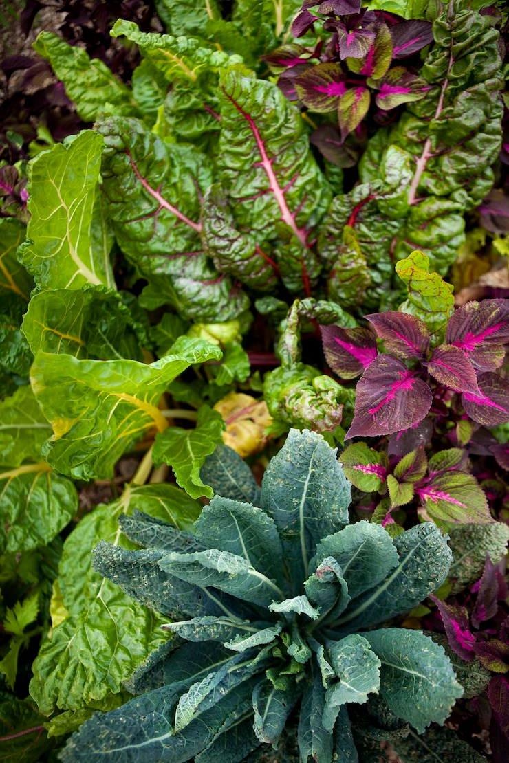 Foto fundo vegetal