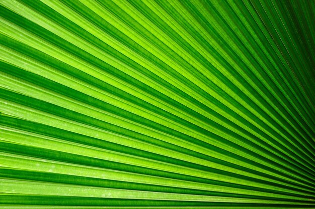 Fundo verde abstrato, folha de palmeira