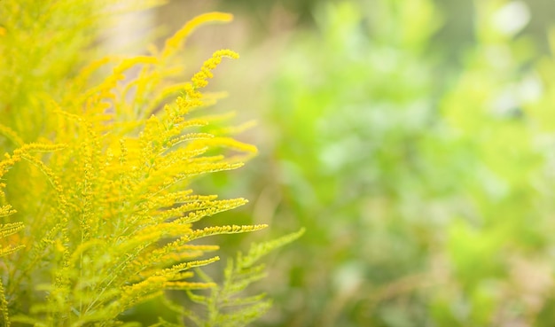 Foto fundo verde-amarelo desfocado com ambrosia florida