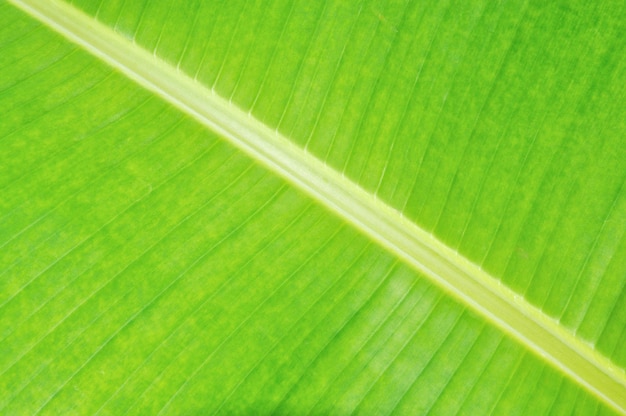 fundo verde banana