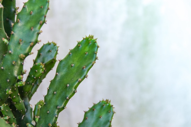 fundo verde cacto