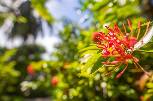 Fundo verde-claro turva da natureza da folha, folhagem tropical da selva com flores vermelhas cor-de-rosa