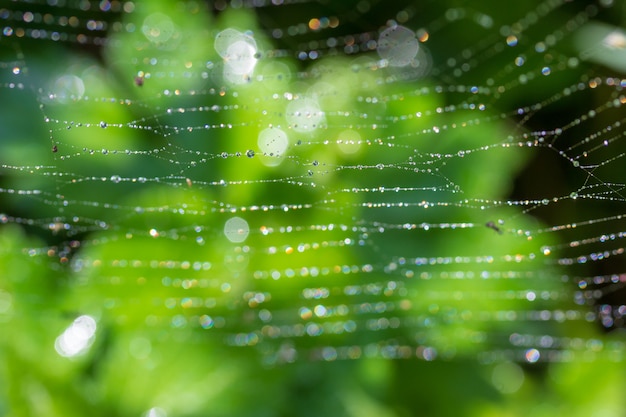 Fundo verde com a manhã de primavera ou orvalho de verão em uma teia de aranha