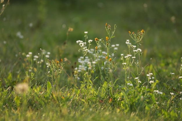 Fundo verde com grama e flores