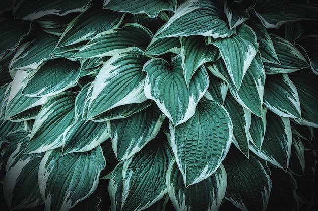 Fundo verde com muitas folhas de Hosta. bela planta ornamental para paisagismo de parques e jardins