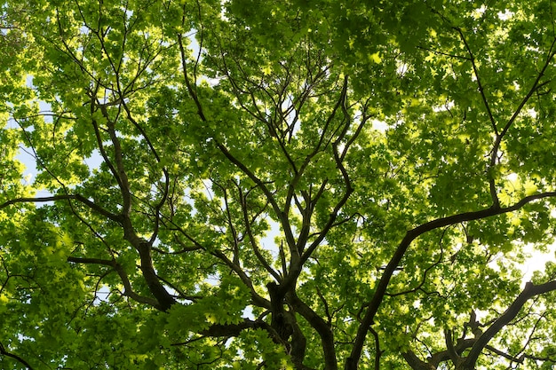 Fundo verde da coroa da árvore Árvore na floresta ensolarada de verão Vida de crescimento da natureza