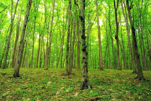 Fundo verde da floresta em um dia ensolarado