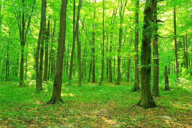 Fundo verde da floresta em um dia ensolarado