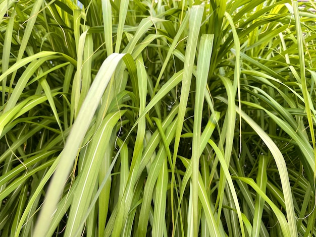 Fundo verde da natureza da grama de junco