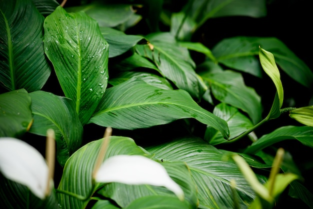 fundo verde da parede das folhas, fundo da natureza da parede da folha,