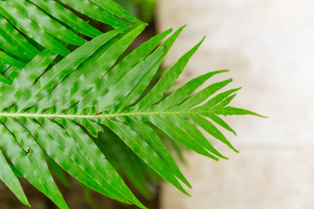 Fundo verde da planta da floresta úmida da folha da samambaia.