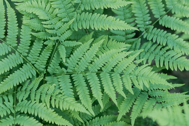 Fundo verde da samambaia. Deixa o teste padrão floral do arbusto da planta da folha. Fundo natural, folha verde. Cartão de propaganda ou convite. Conceito de natureza. Folha de samambaia na floresta. Cartaz de verão. Arbusto verde fresco