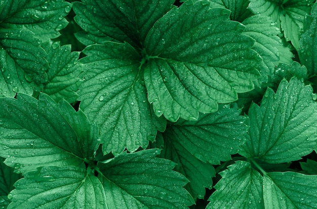 Fundo verde das folhas da morango. Gotas de orvalho nas folhas. Cor elegante.