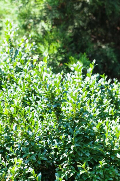 Fundo verde de arbusto de buxo e árvore Thuja