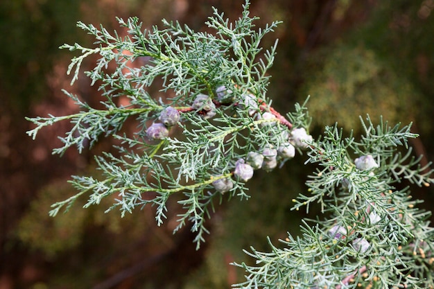 Fundo verde de chamaecyparis lawsoniana, close-up dos ramos de cipreste, início da primavera