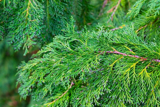 Fundo verde de chamaecyparis lawsoniana, close-up dos ramos de cipreste, início da primavera